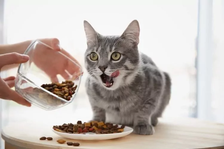 غذای خشک برای گربه 