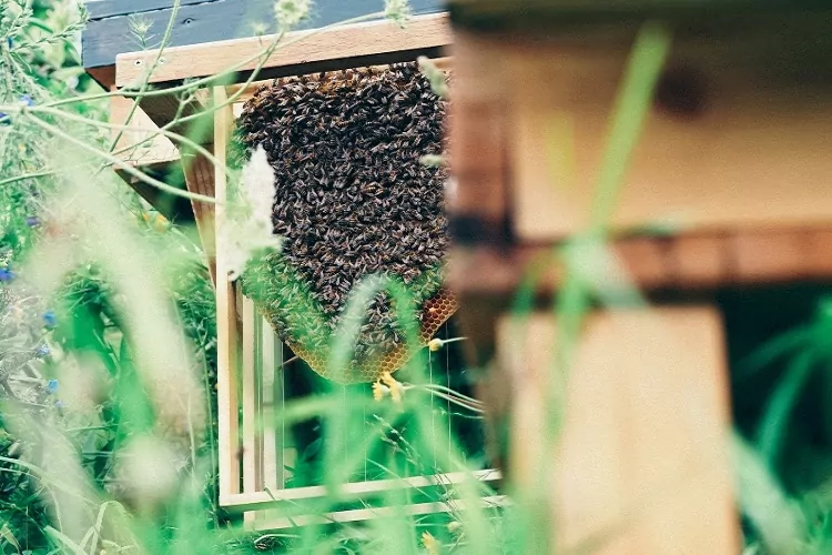 چرا احتمال خرابی عسل طبیعی کم است؟